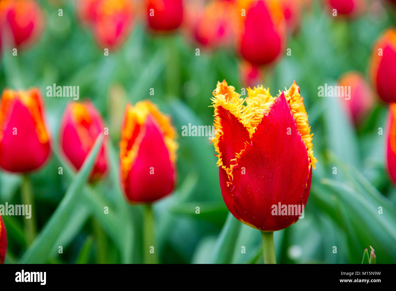 Red flame beautiful spring tulips, Amsterdam, Netherlands Stock Photo