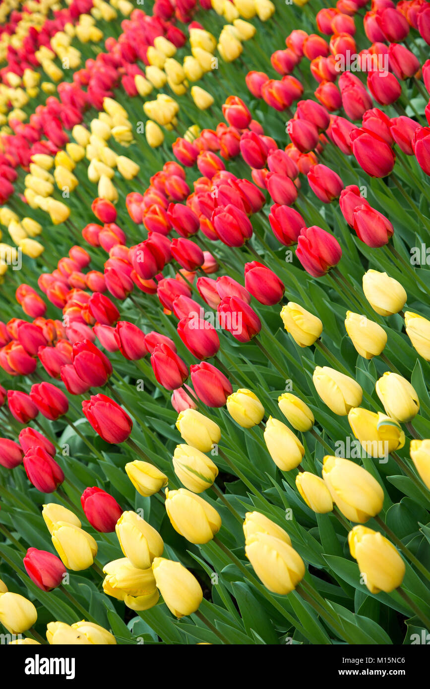 Colorful tulips in spring. Tulip field, red and yellow Stock Photo - Alamy