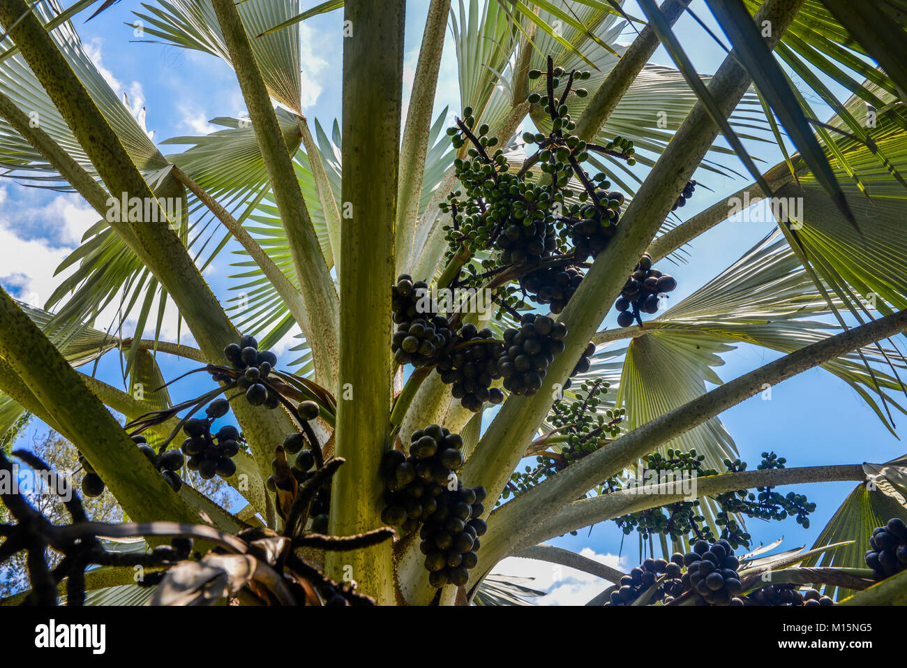 Young female rachilla palm tree fruit in Brazil Stock Photo