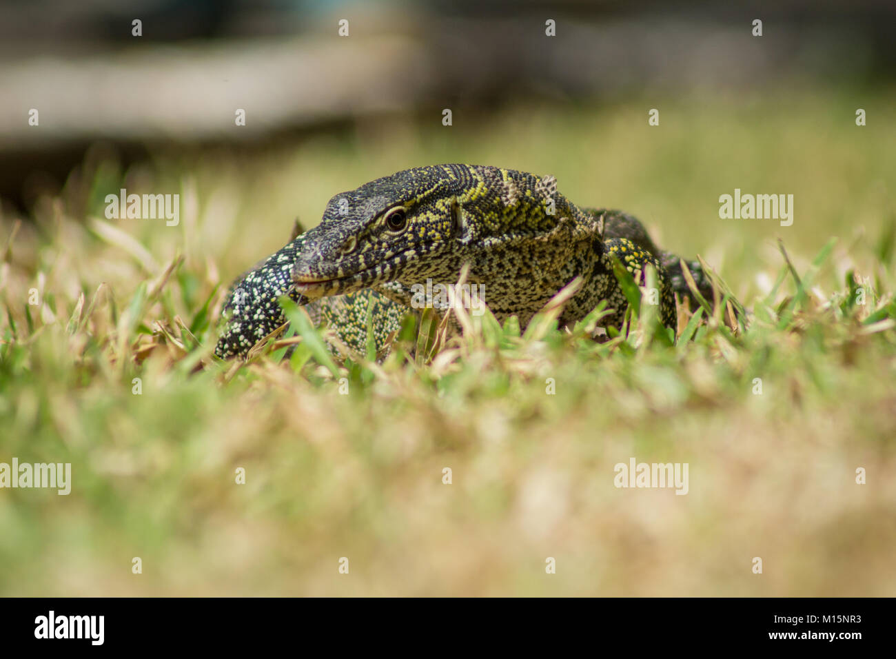 A wild Varanus stellatus also known as the Nile Monitor lizard in Gambia, West Africa Stock Photo