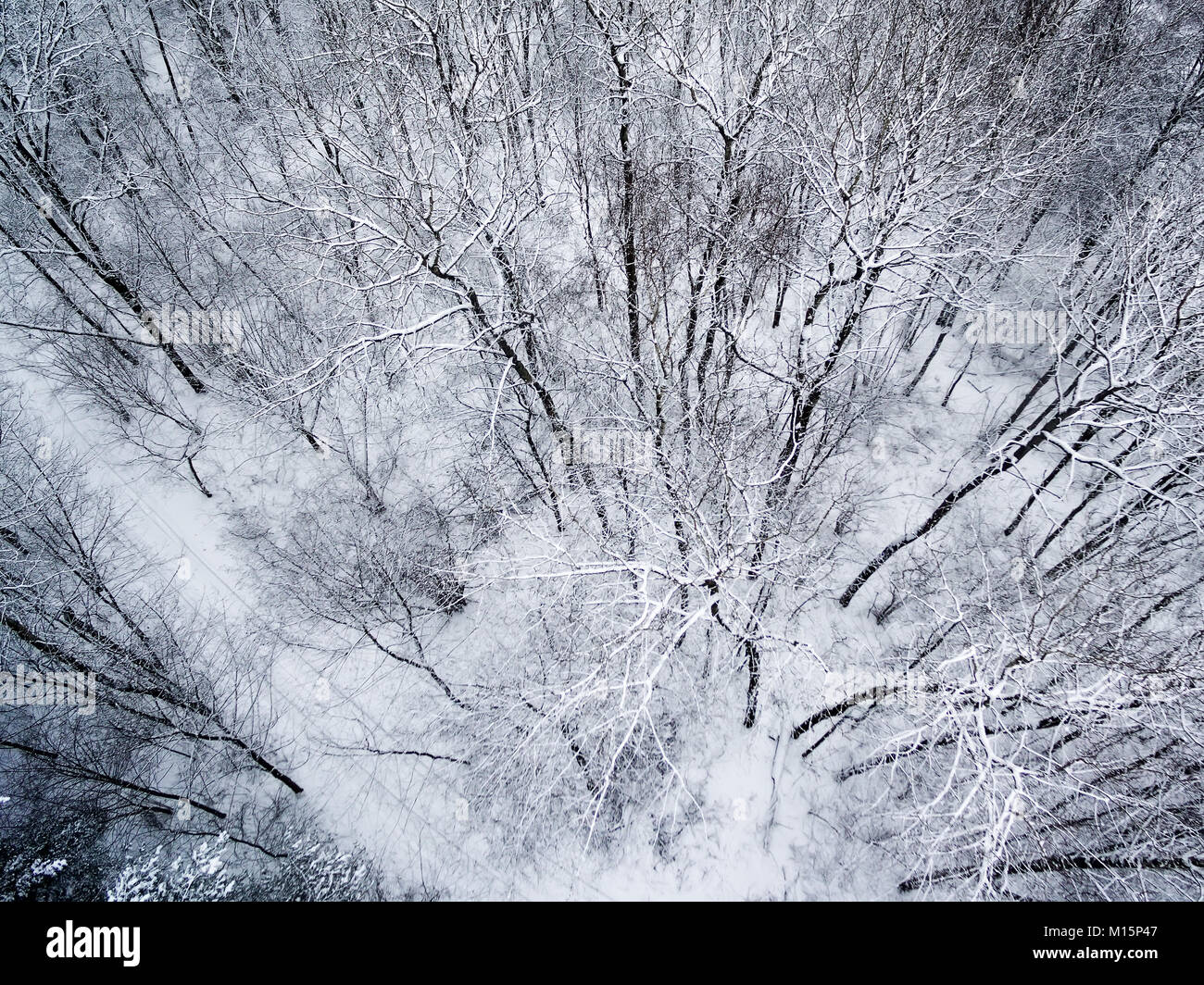 Aerial top view of winter forest Stock Photo