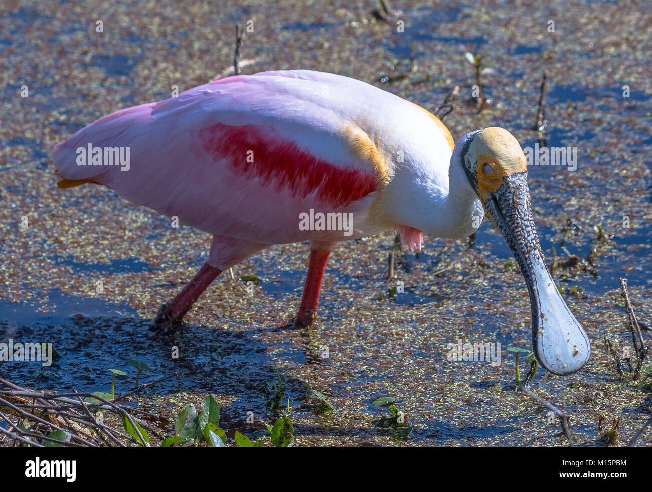 Roseatta spoonbill hi-res stock photography and images - Alamy