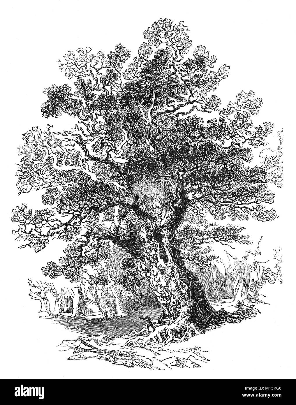 The 'Forest King'. One of the oak trees in Sherwood Forest, in Nottinghamshire at the time of Robin Hood, generally thought to be in 14th Century England. Stock Photo