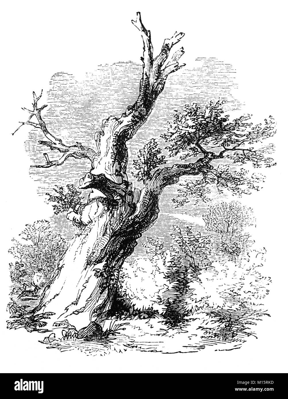 The Parliament Oak is thought to be c.1200 years old and probably the oldest tree in Sherwood Forest. It marked the Hell Dale Gate entrance to the deer park of Clipstone, a much favoured hunting place for Royalty who stayed at nearby King John’s Place. The tree acquired its name from the Parliaments which are said to have been held here. Legend has it that the Ancient Barons met King John here in order to present him with the details of the Magna Carter, later signed at Runnymede. Nottinghamshire, England. Stock Photo