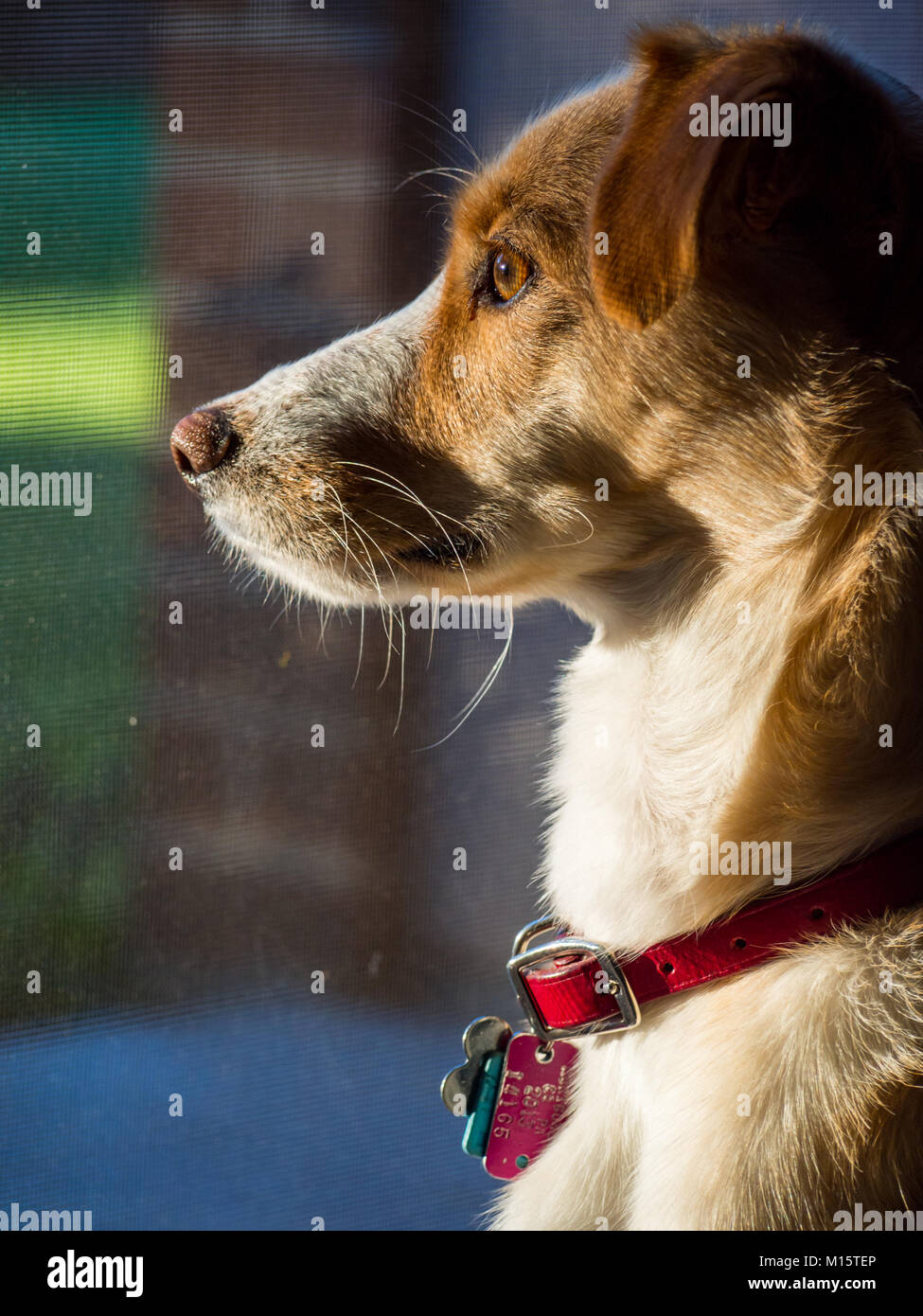 Pet Dog Intensely Staring Out Screen Door Stock Photo