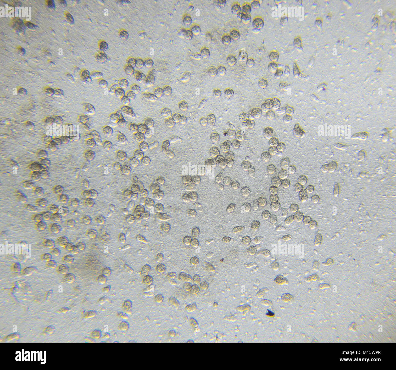 Chlamydomonas algae, paramecium ciliates and many bacteria through microscope Stock Photo