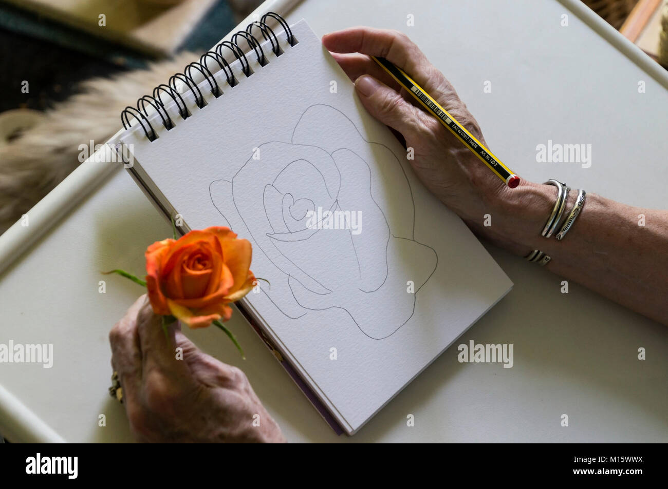 Learning to draw - sketching a rose. Stock Photo