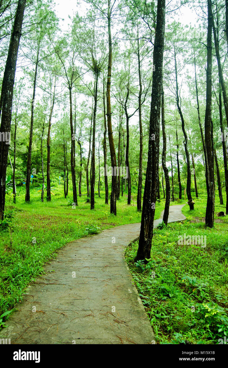 Path in the middle of pine forest putri maron park Stock Photo