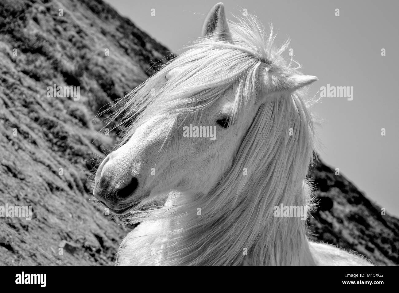Arabian horse breed Black and White Stock Photos & Images - Alamy