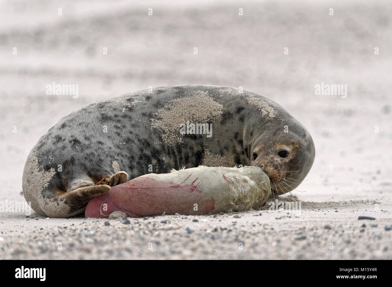 Grey seal (Halichoerus grypus),mother sniffs newborn baby,Island of Dune,Heligoland,Schleswig-Holstein,Germany Stock Photo