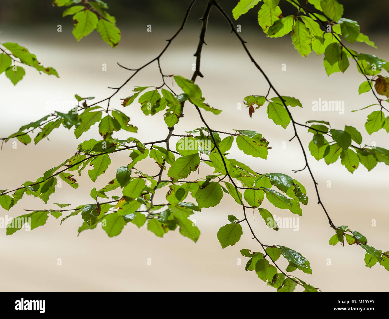A branch with fresh green leaves in front of a river, long exposure Stock Photo