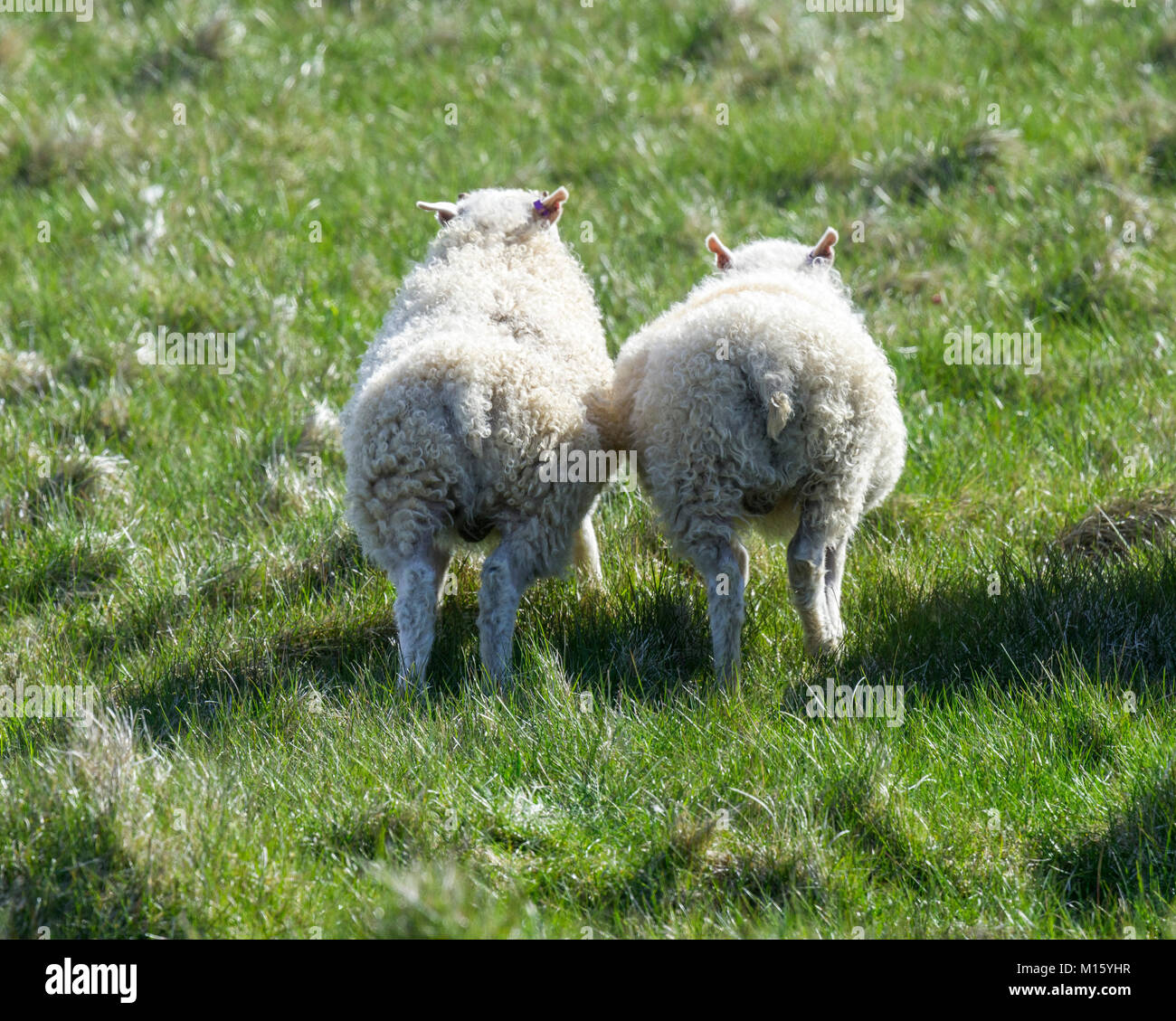 Two young sheep running,from behind,peninsula Langanes,Þórshöfn,Austurland,Iceland Stock Photo