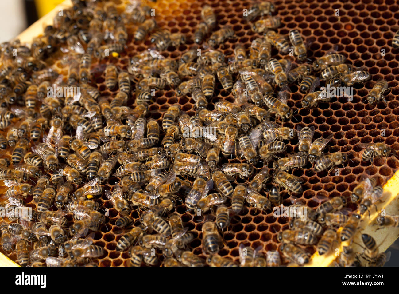 Honey bees (Apis mellifera) on a honeycomb Stock Photo