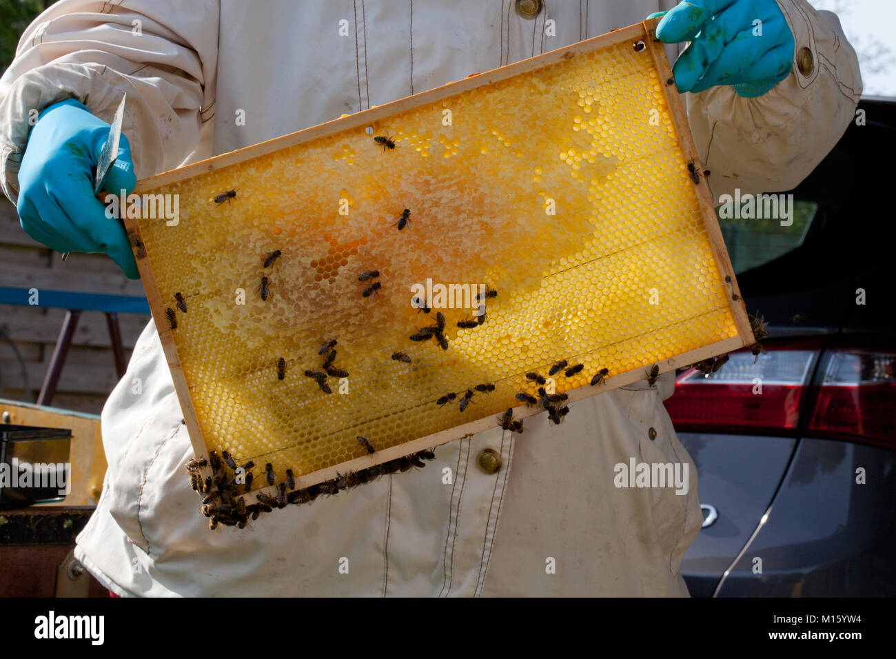 Beekeeper holds honeycomb with honey been (Apis mellifera) Stock Photo