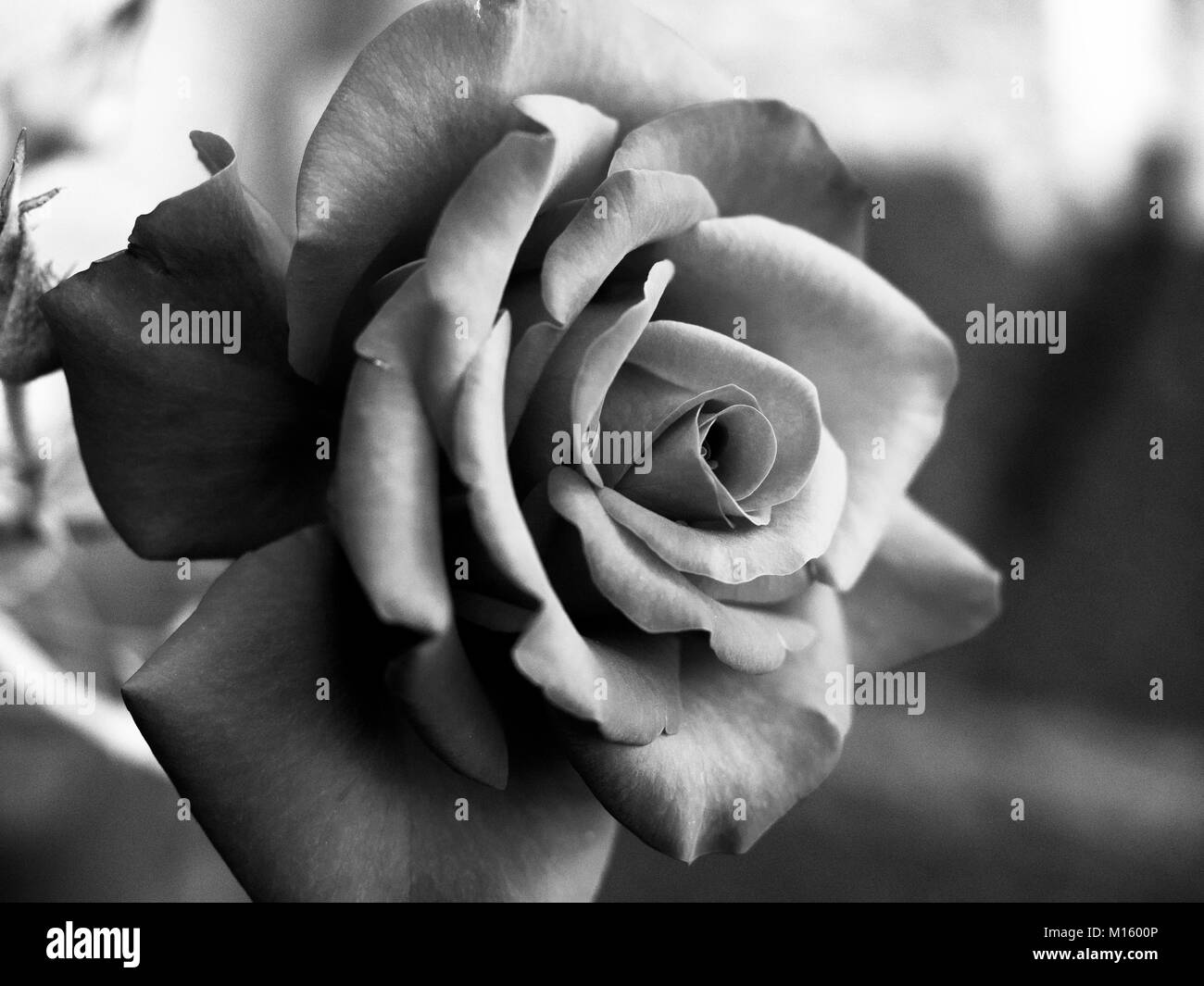 Macro Black and White Rose flower from my garden Stock Photo