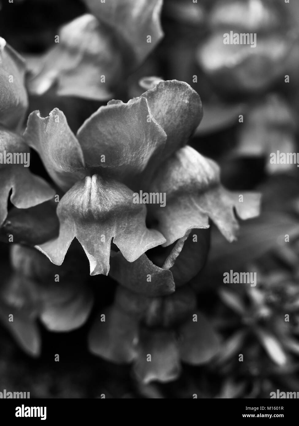 Snapdragon Black and White Stock Photos & Images - Alamy