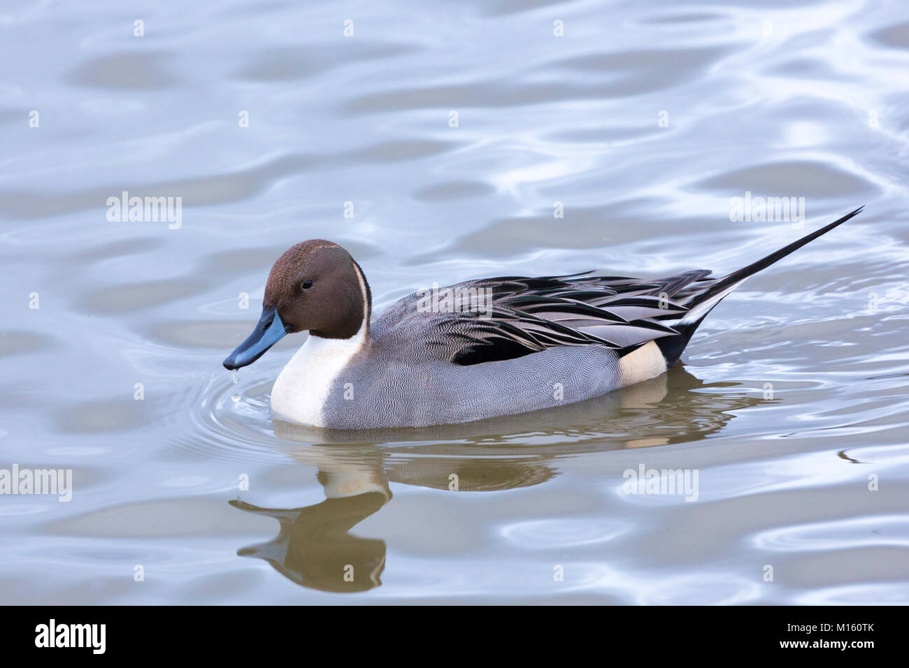Male Pintail duck Anas acuta at on the lake Slimbridge Wildfowl and Wetlands Centre, England