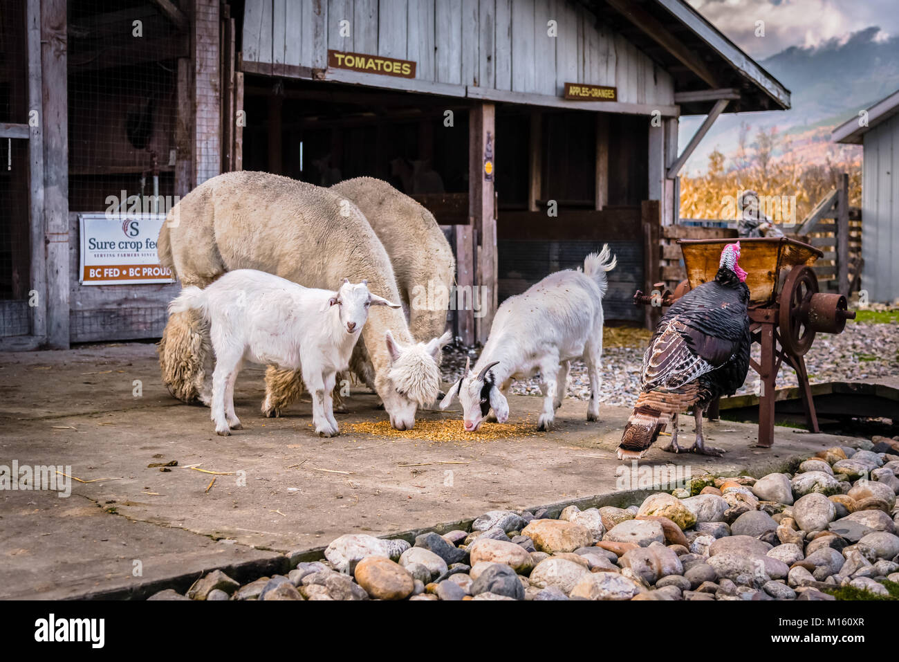 Farm animals at the DeMille's Farm Market petting zoo, a fun place for young families to visit in Salmon Arm, BC, Canada Stock Photo - Alamy Farm animals at the DeMille's Farm Market petting zoo, a fun place for young families to visit in Salmon Arm, BC, Canada Stock Photo - Alamy