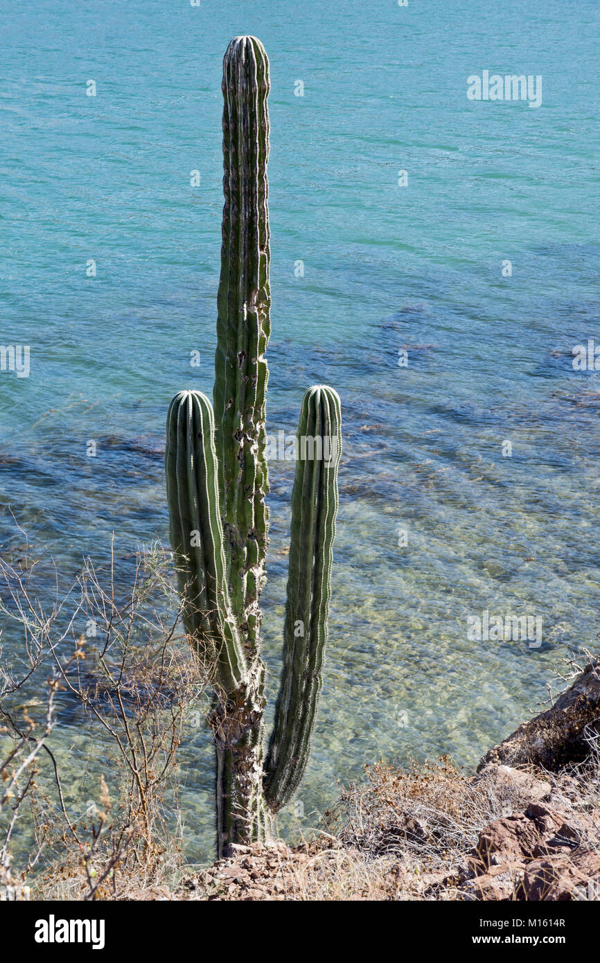 windblown giant saguaro cactus clinging to steep hillside is seen against beautiful range of blue colors in translucent shallows of Bahia San Carlos Stock Photo