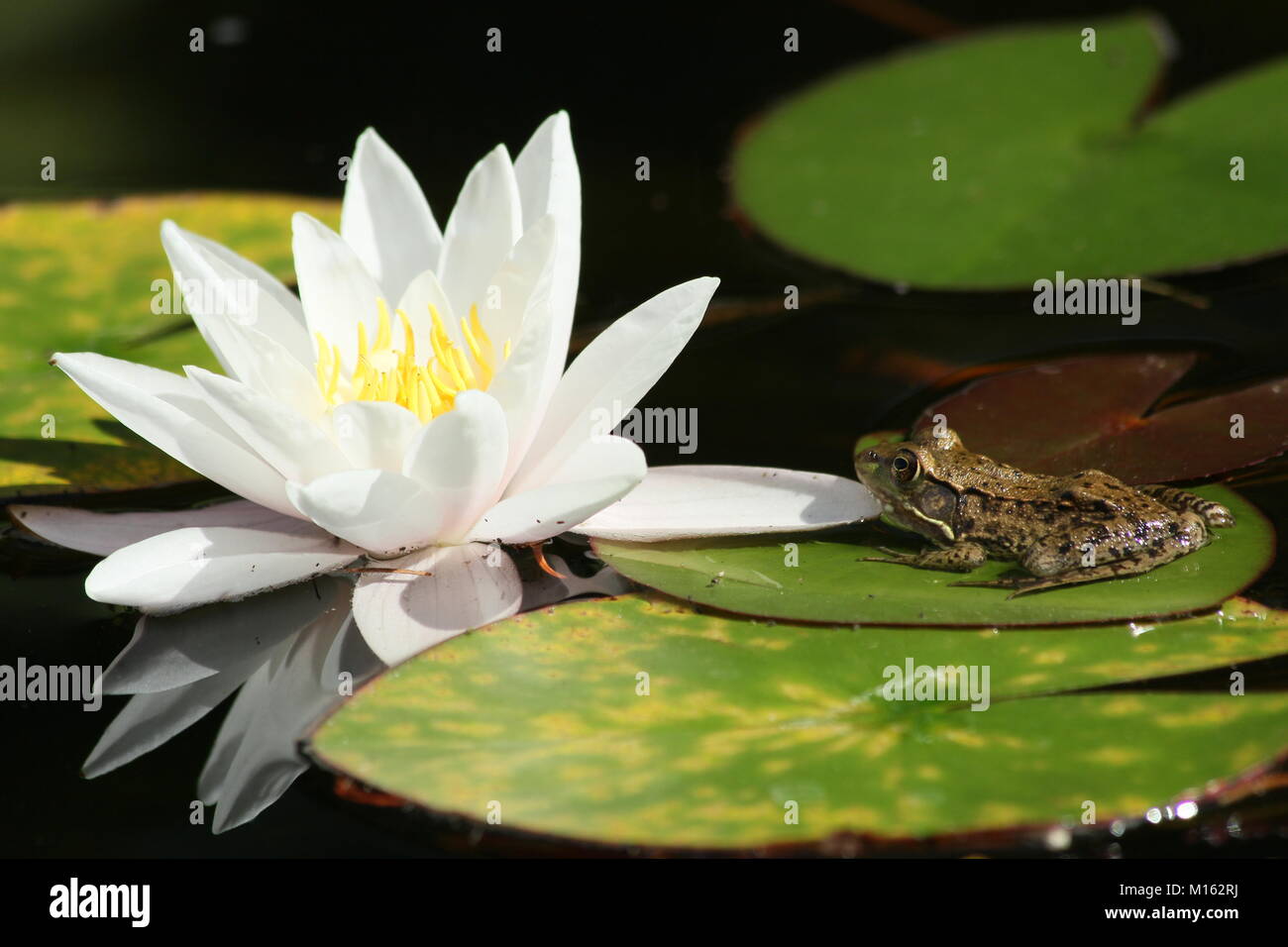 A female green frog contemplates a giant water lily flower. Stock Photo