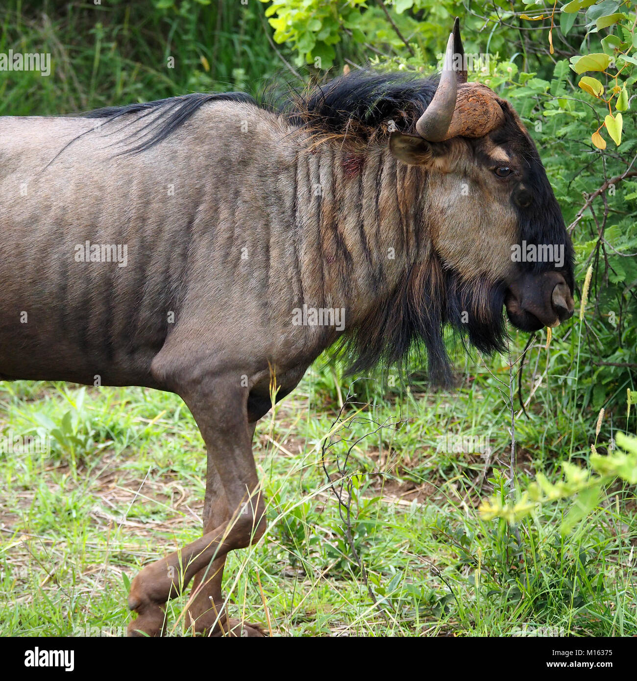 Head and shoulders of the Blue Wildebeest (Connochaetes taurinus) on the veld in Zimbabwe Stock Photo