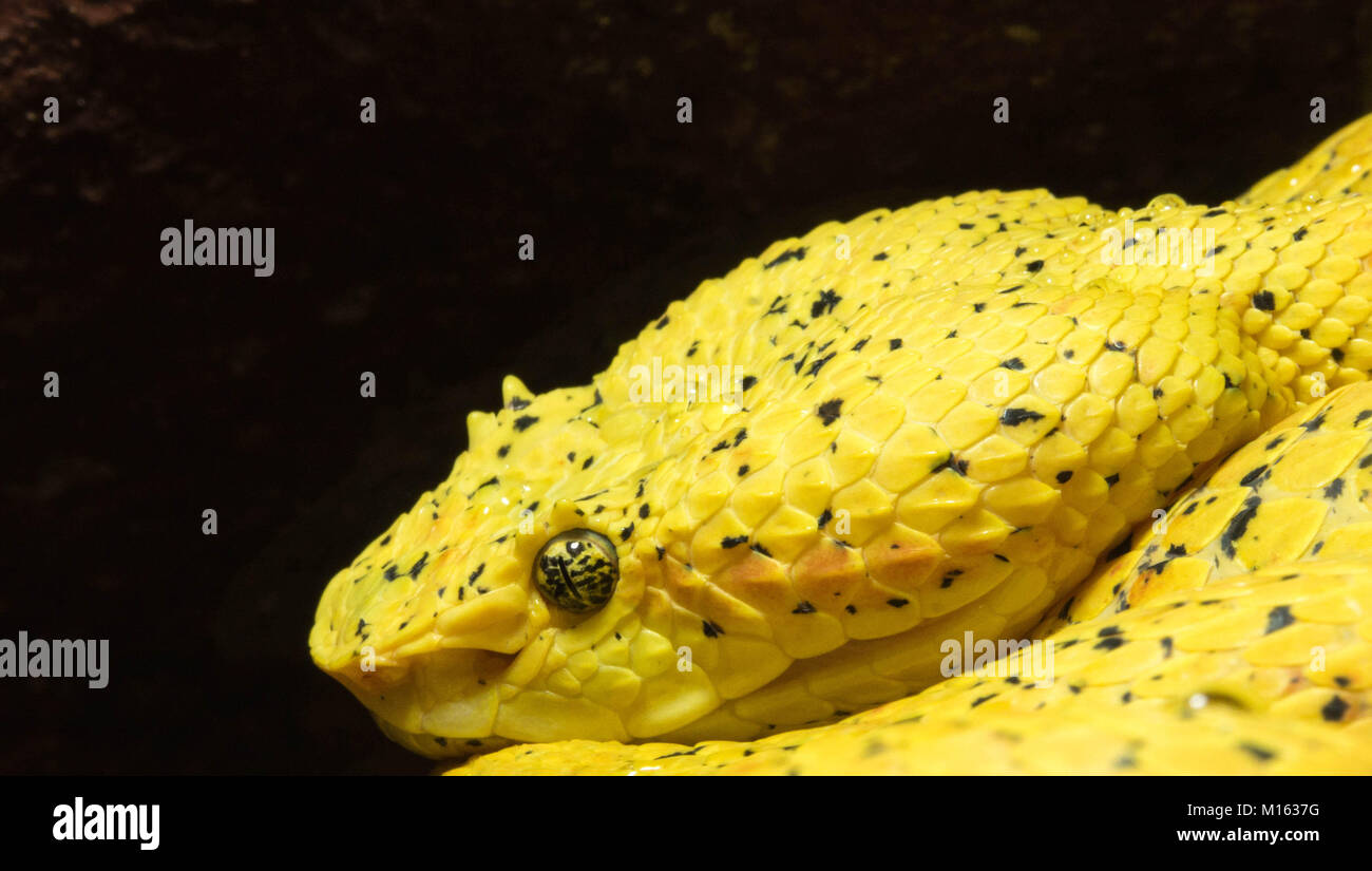 close up portrait of a yellow eyelash pit viper Stock Photo