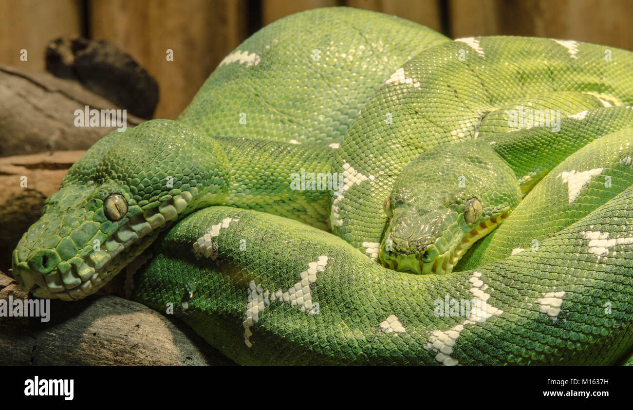 green tree python macro shot Stock Photo