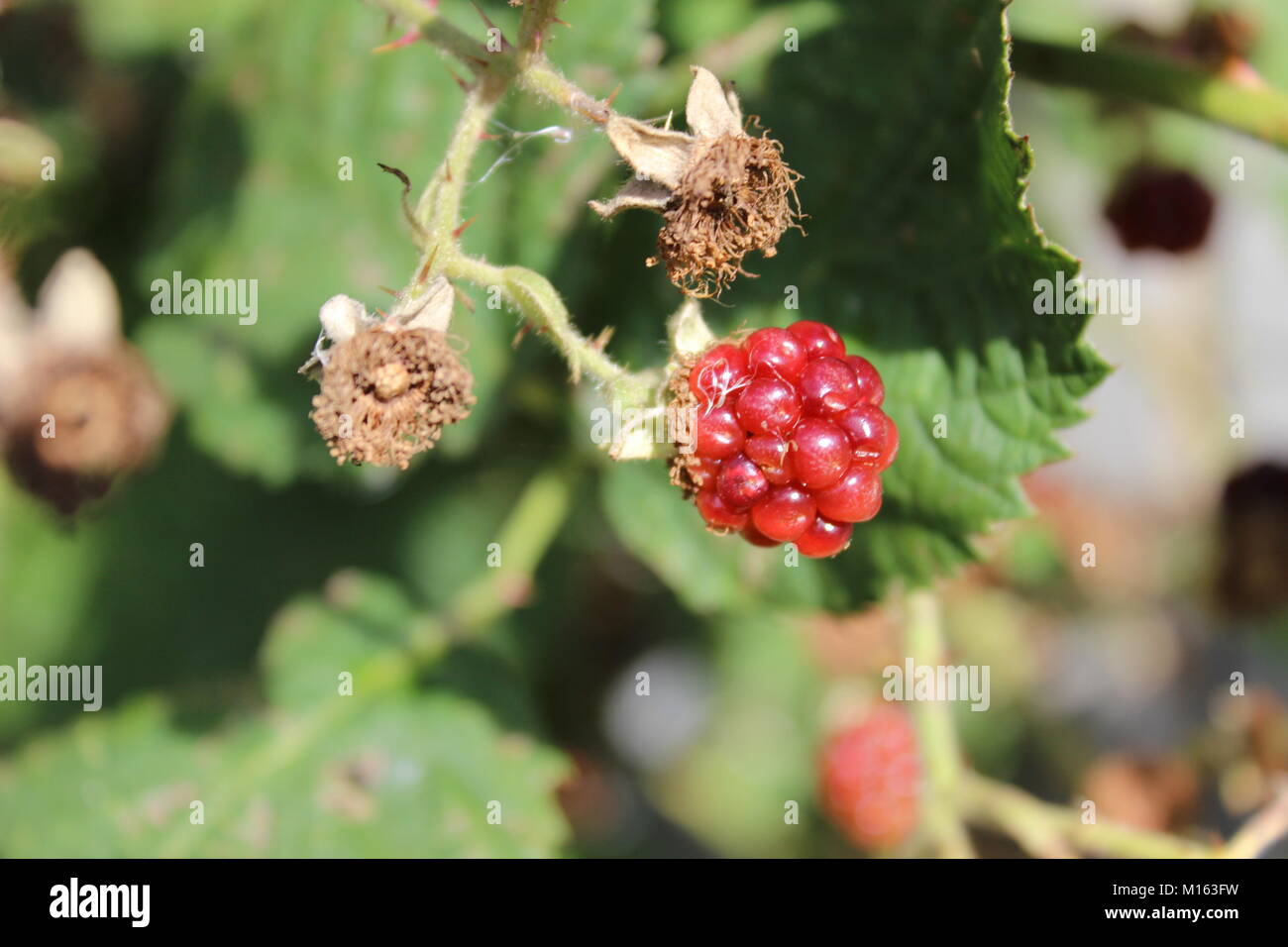 Under Ripe Blackerry Black unripe fruit hi-res stock photography and images - Alamy