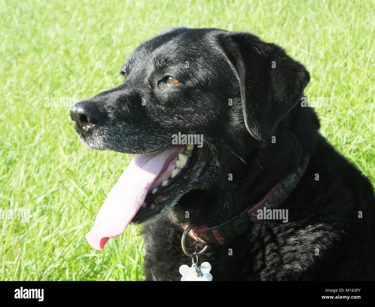 Side view of our old Black Labrador enjoying his sit and walk in the summer sunshine Stock Photo