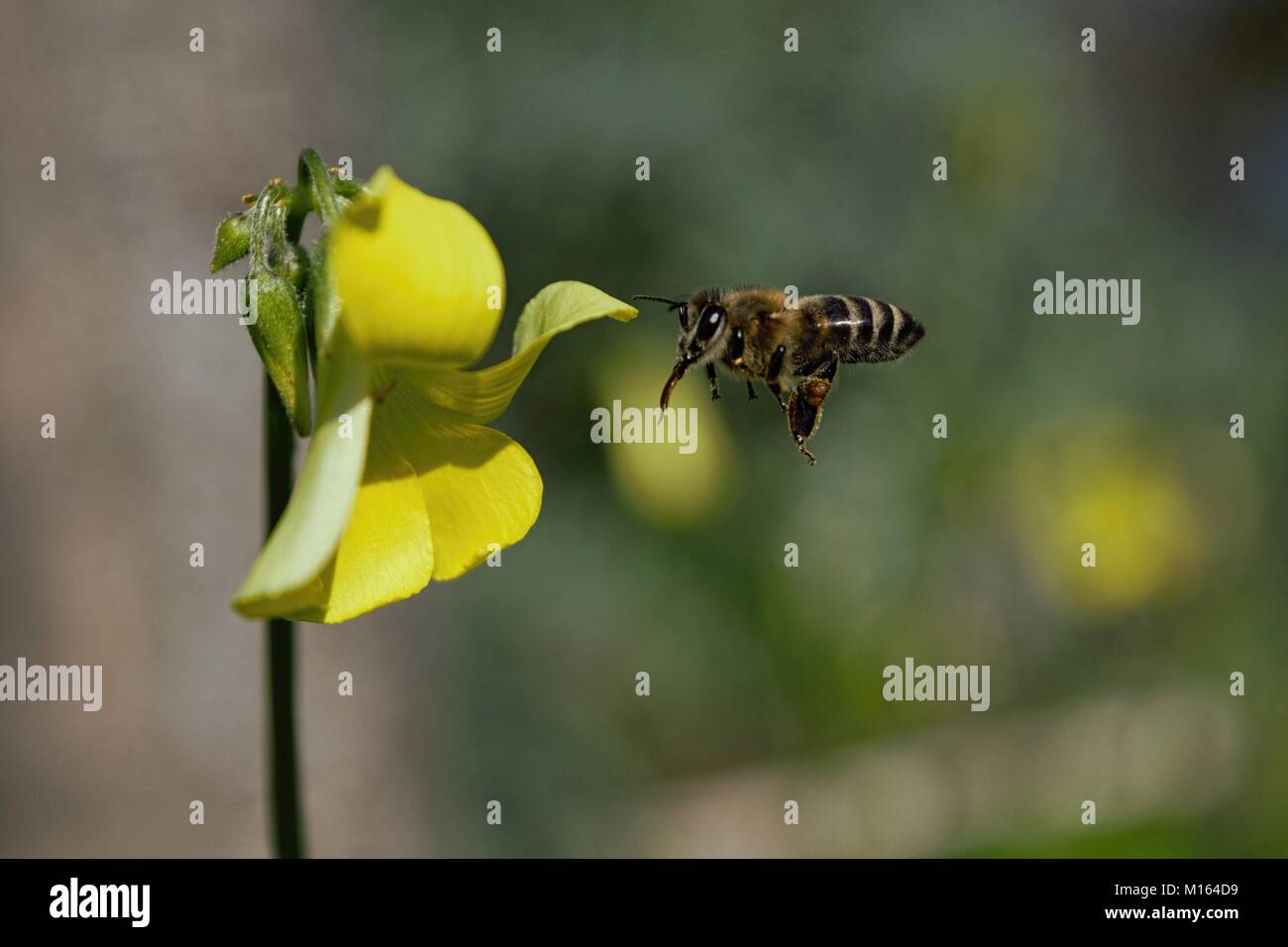 Honey bee gather pollen from common Oxalis weed in my backyard Stock
