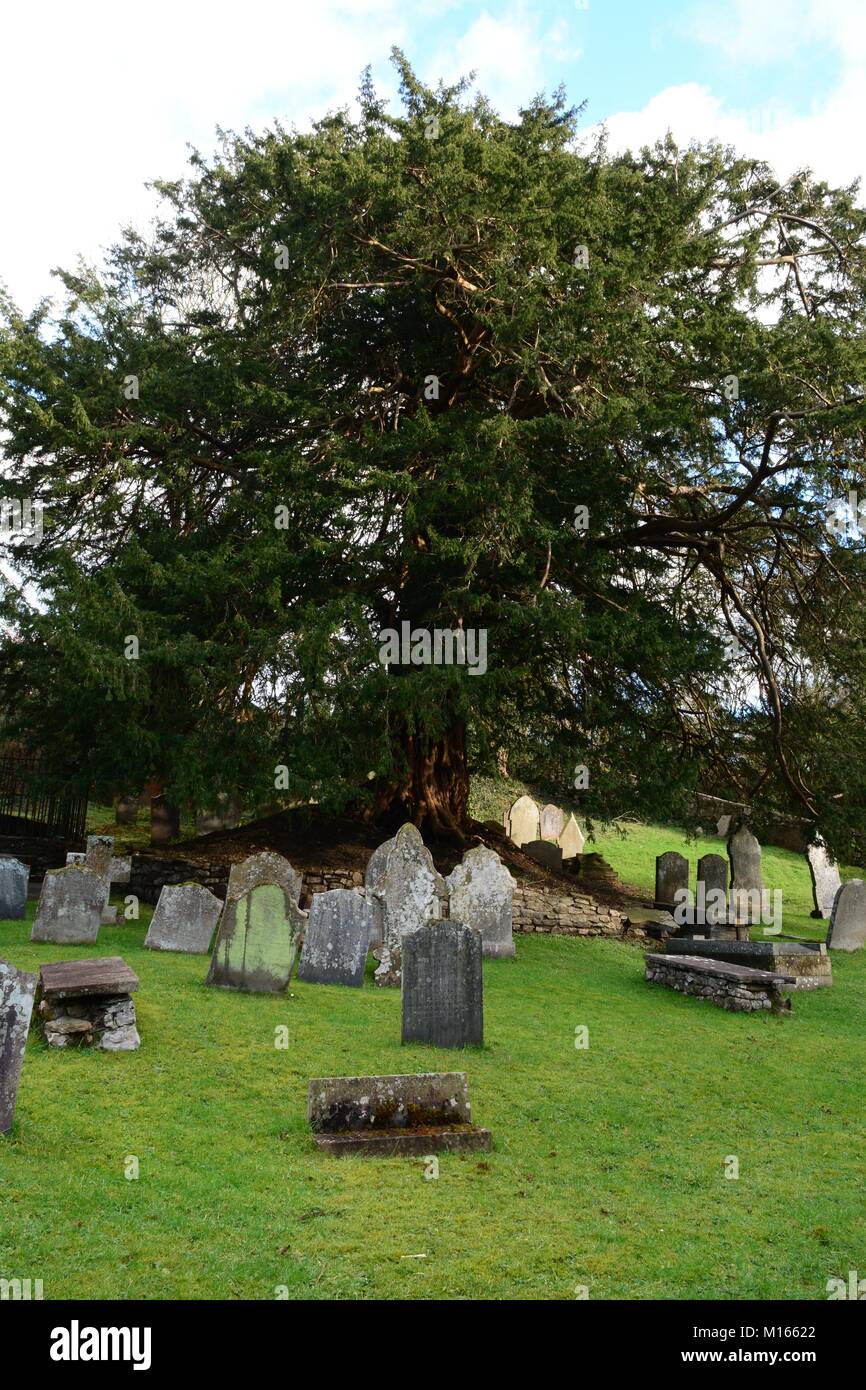 Ancient yew tree in the graveyard of St Illtyds Church 13th century Ilston Gower Wales Cymru UK Stock Photo