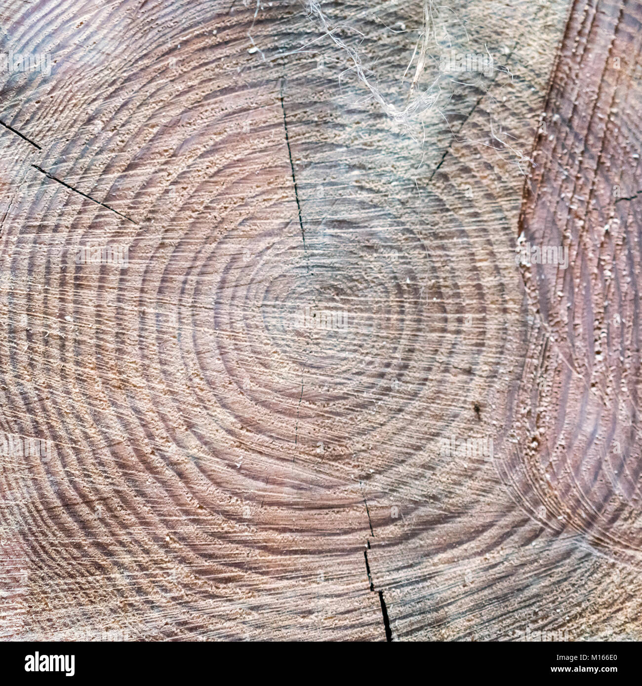 cut tree close-up annual rings Stock Photo - Alamy