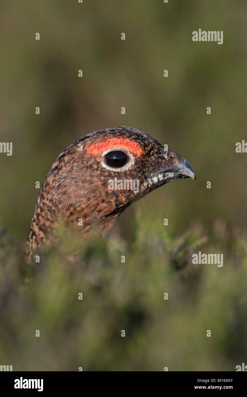 Red Grouse; Lagopus lagopus scotica Single Male; Portrait Yorkshire; UK Stock Photo