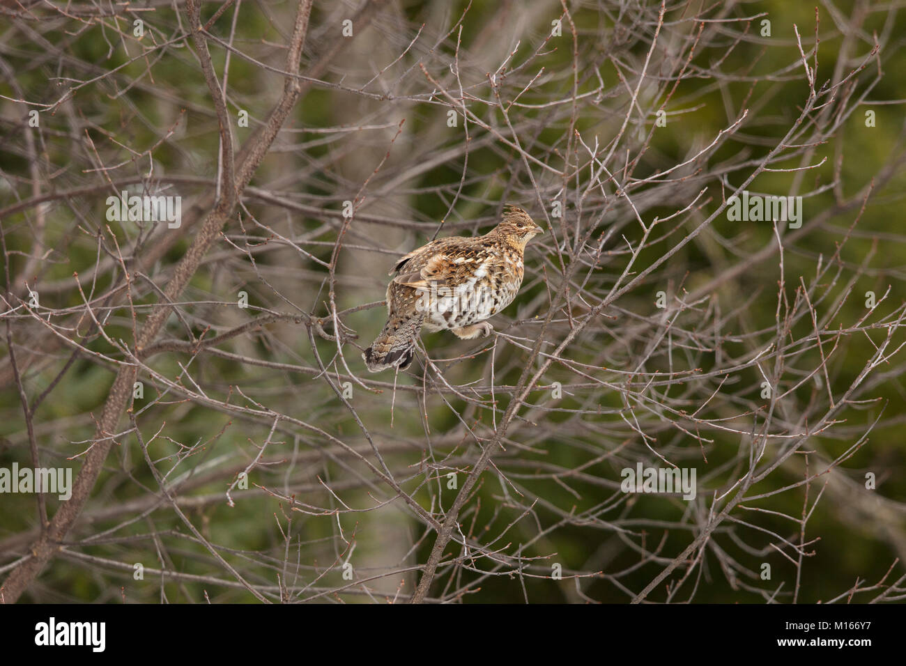 MAYNOOTH, ONTARIO, CANADA January 21, 2018 A Ruffed Grouse eats the