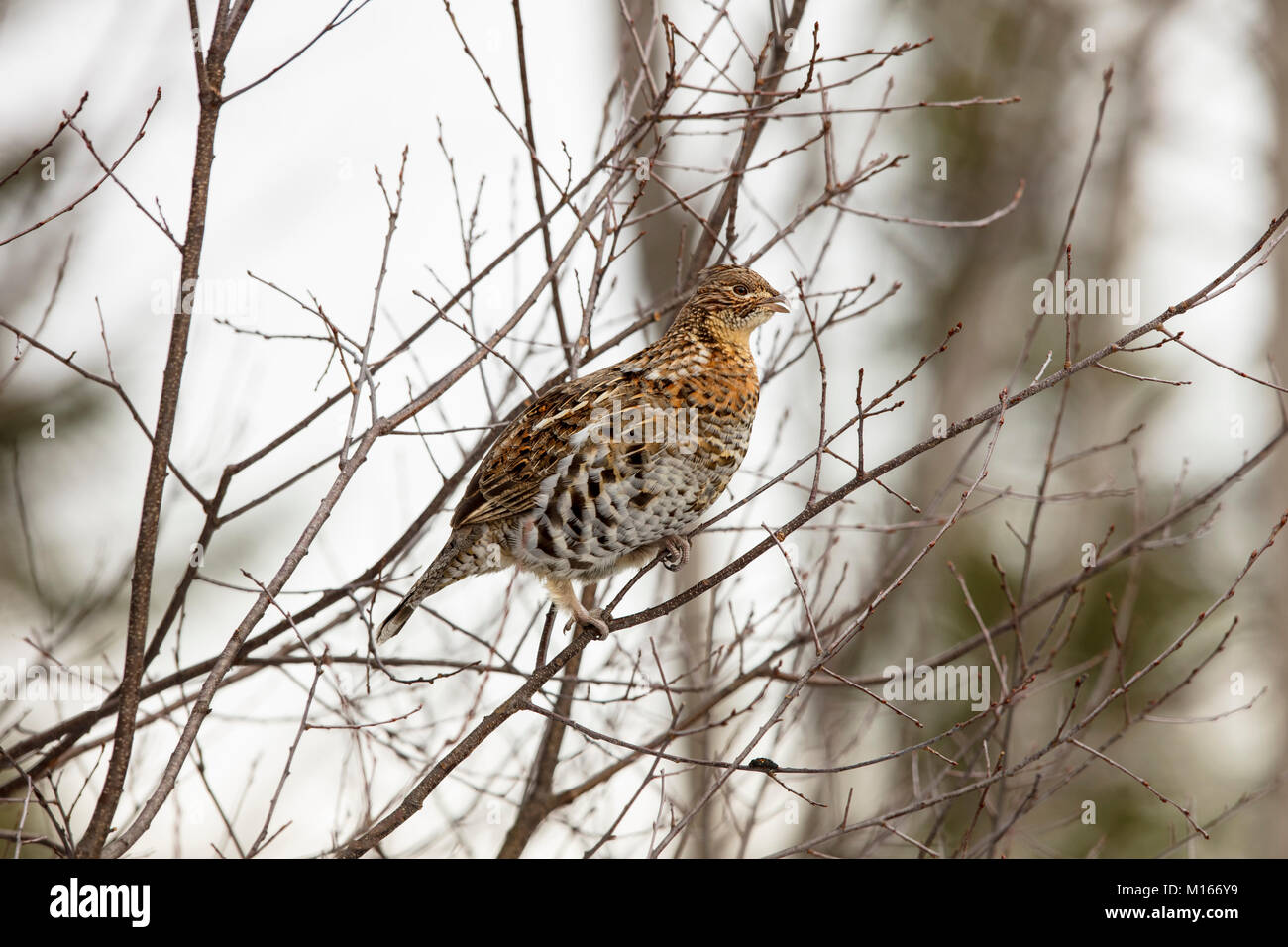 MAYNOOTH, ONTARIO, CANADA January 21, 2018 A Ruffed Grouse eats the