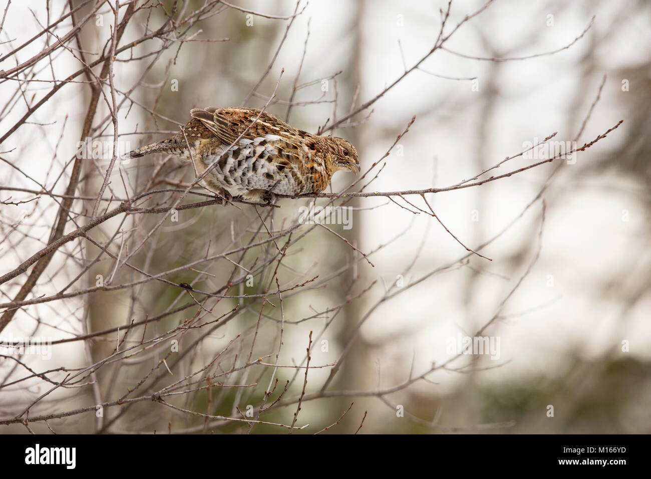 MAYNOOTH, ONTARIO, CANADA January 21, 2018 A Ruffed Grouse eats the