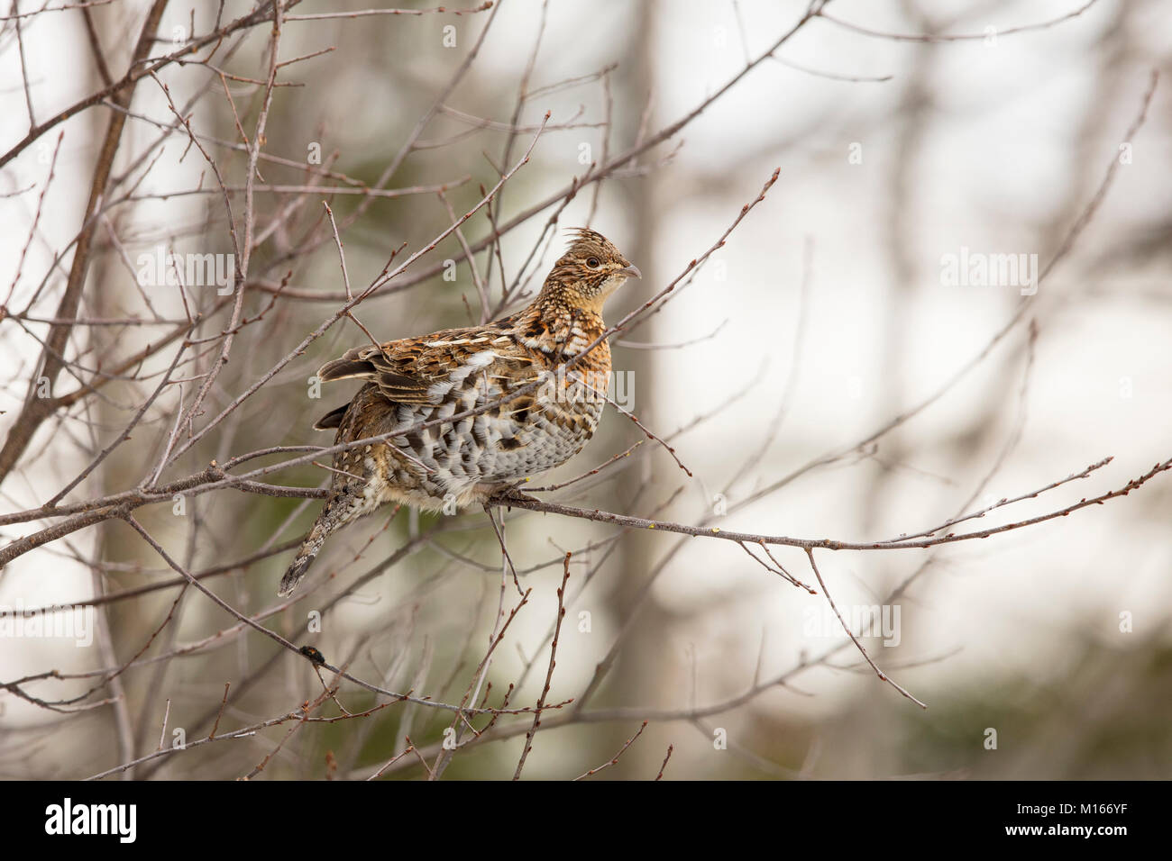 MAYNOOTH, ONTARIO, CANADA January 21, 2018 A Ruffed Grouse eats the