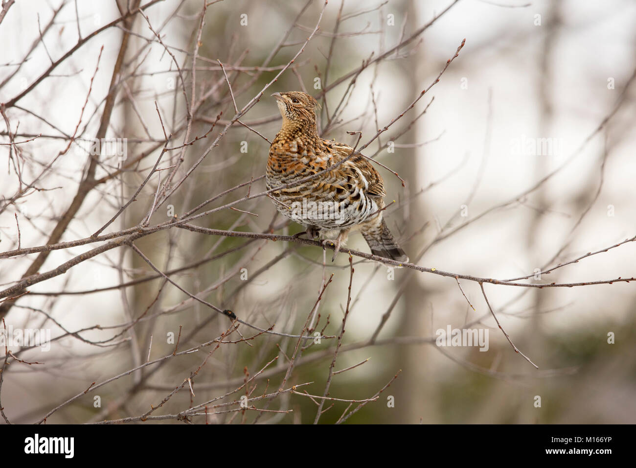 MAYNOOTH, ONTARIO, CANADA January 21, 2018 A Ruffed Grouse eats the