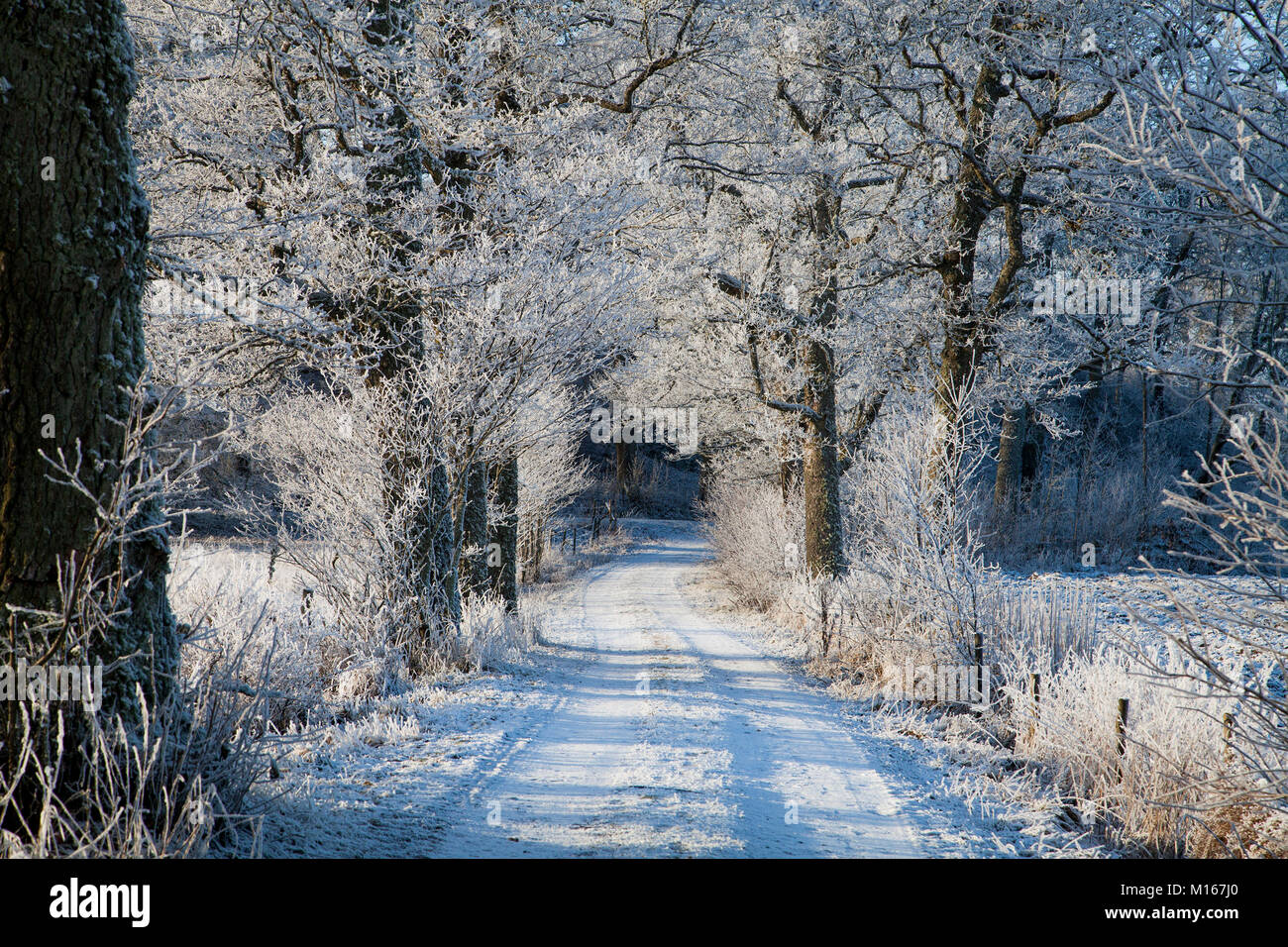 Frostbite hi-res stock photography and images - Alamy