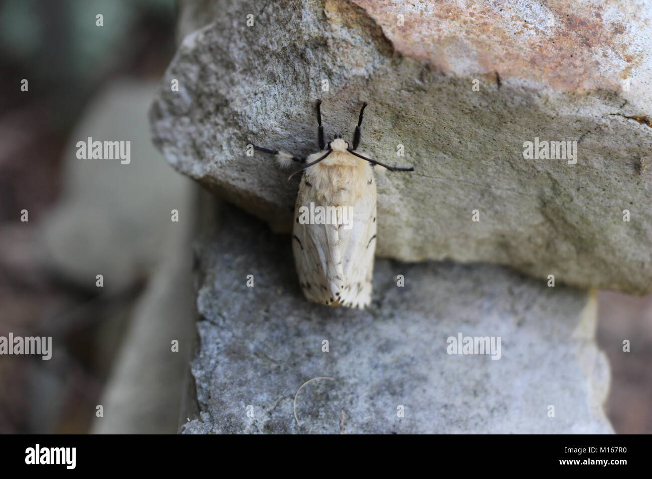 Gypsy moth forest hi-res stock photography and images - Alamy