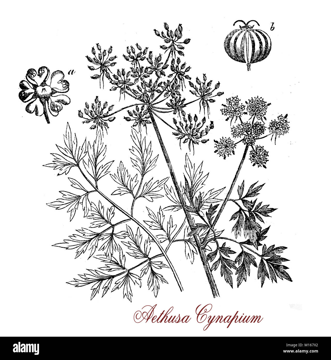 Vintage print of Aethusa cynapium or poison parsley, common poisonous herb with white inflorescences and an unpleasant smell Stock Photo