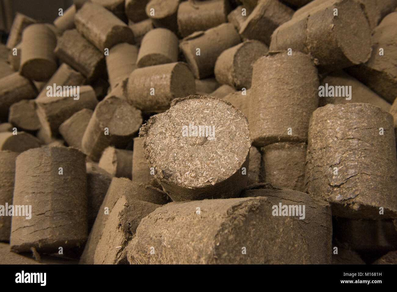 Cylindrical bales of industrial hemp Stock Photo Alamy