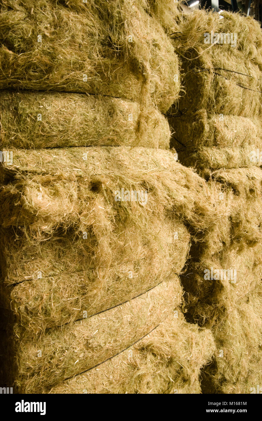 Industrial hemp before being packed as bales for further processing