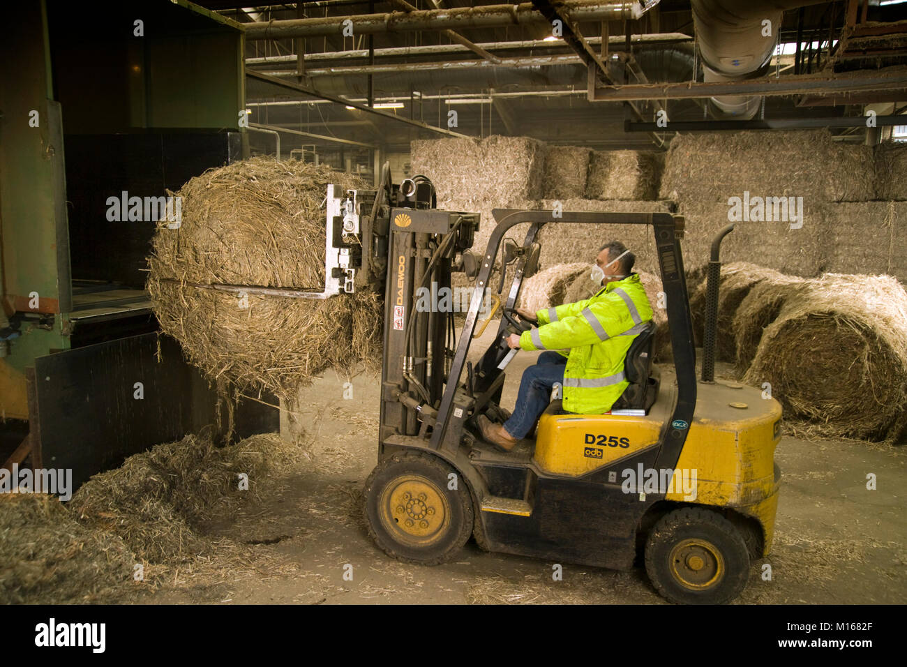 Worker in industrial hemp processing plant loads bales of hemp straw onto a wagon for delivery to conversion facility for further processing. Stock Photo