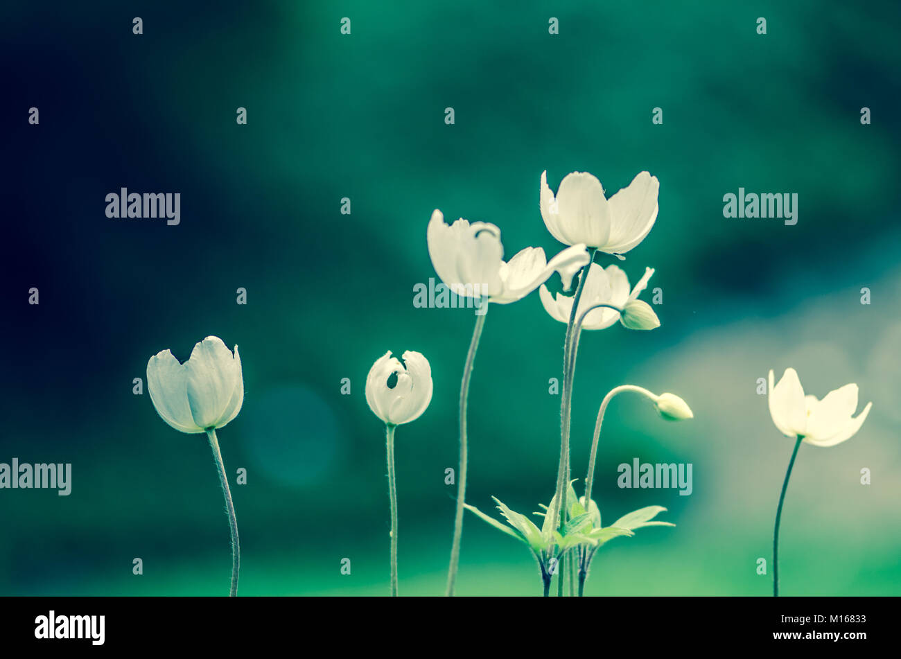 white flower on green background Stock Photo
