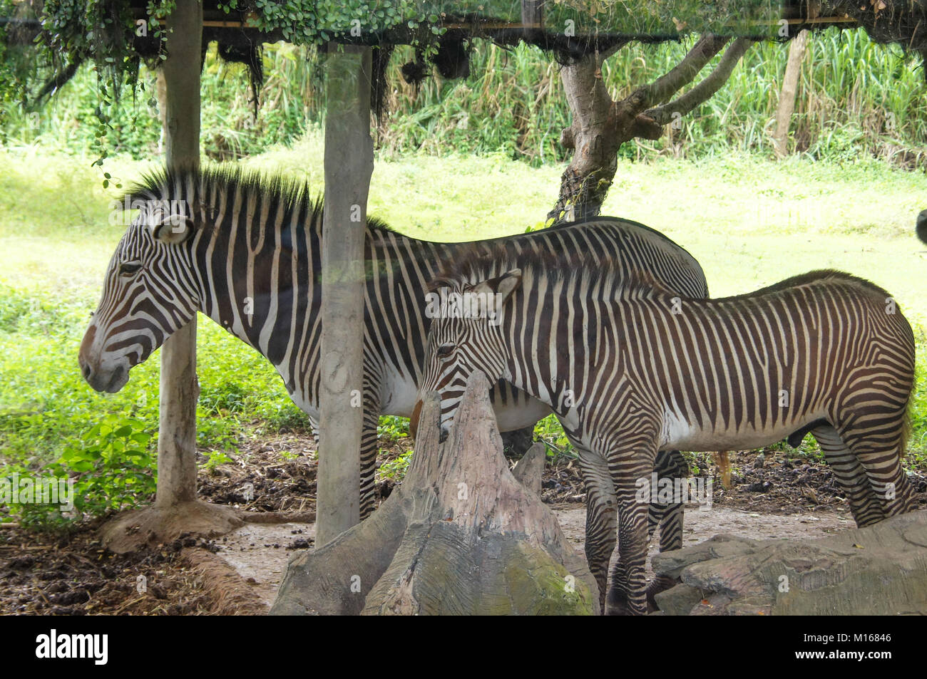 a small Zebra in the zoo of Thailand Stock Photo