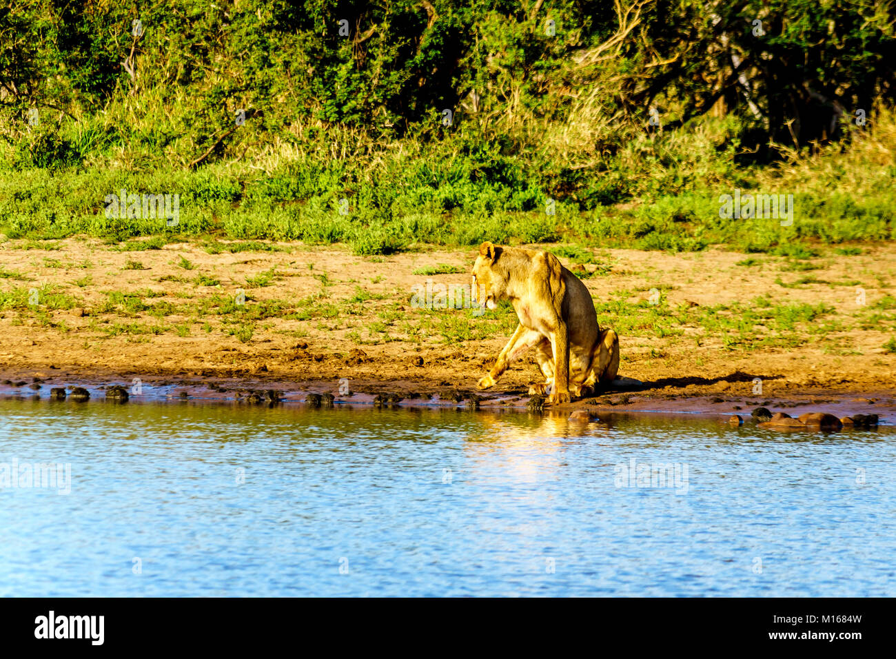 Female Lions sitting at sunrise at the edge of Nkaya Pan Watering Hole in Kruger Park South Africa Stock Photo