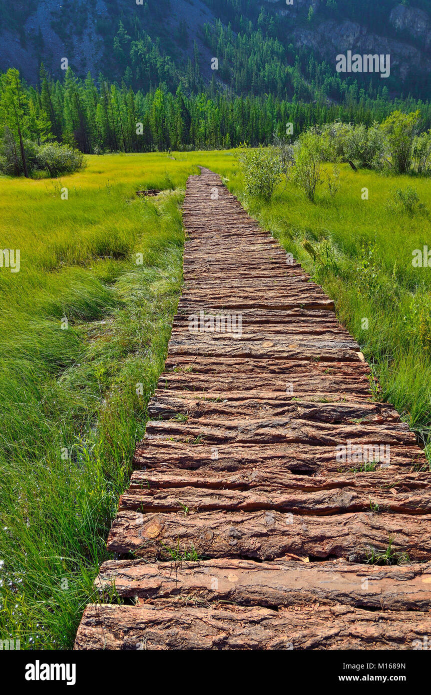 Summer mountain landscape with  wooden walkway through the mountainous swampy valley, Altai, Russia Stock Photo
