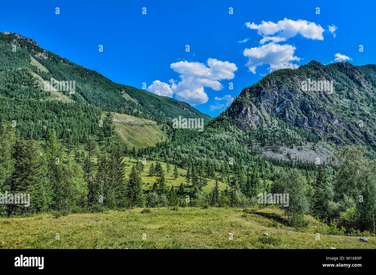 Picturesque summer mountain landscape at sunny day, mountain valley among slopes of mountains with coniferous forest covered, Altai mountains, Siberia Stock Photo