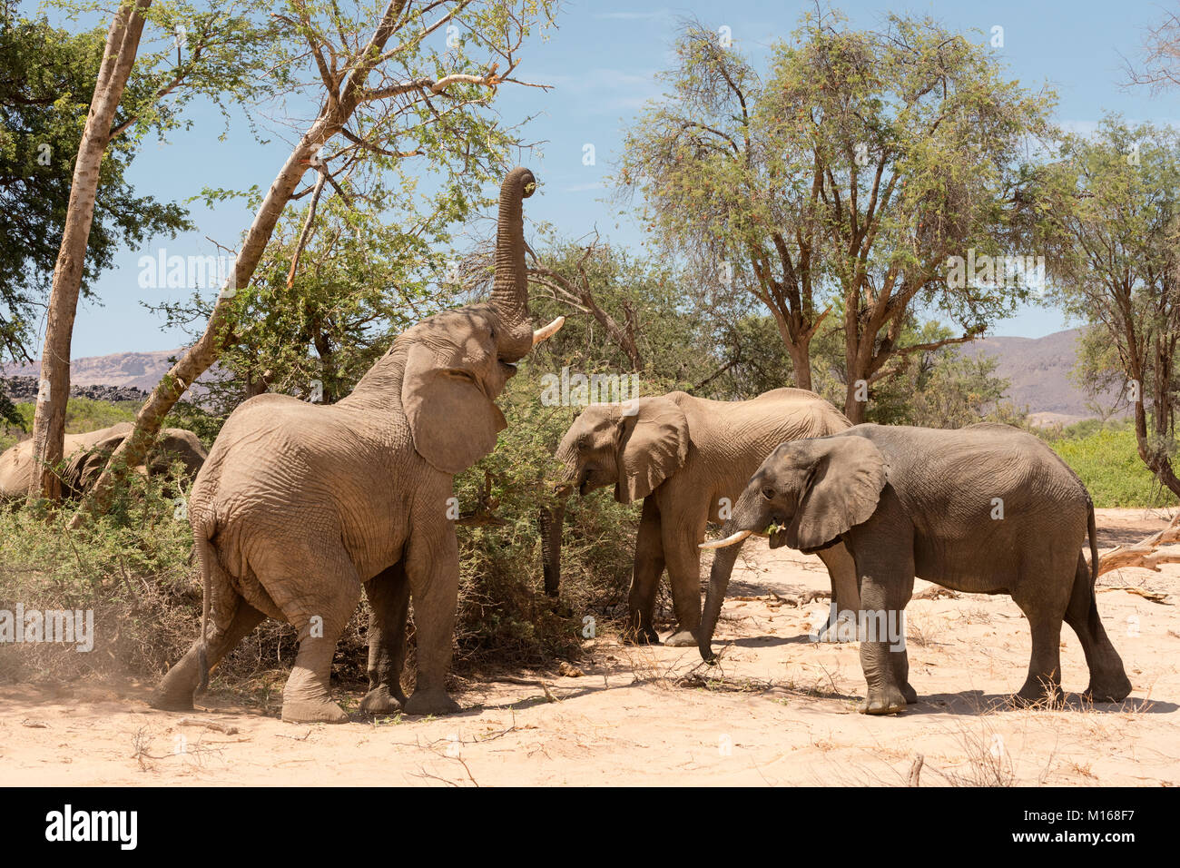 A group of Desert Adapted Elephants feeding in the dry Abu Huab River bed in Damaraland, Namibia. Stock Photo